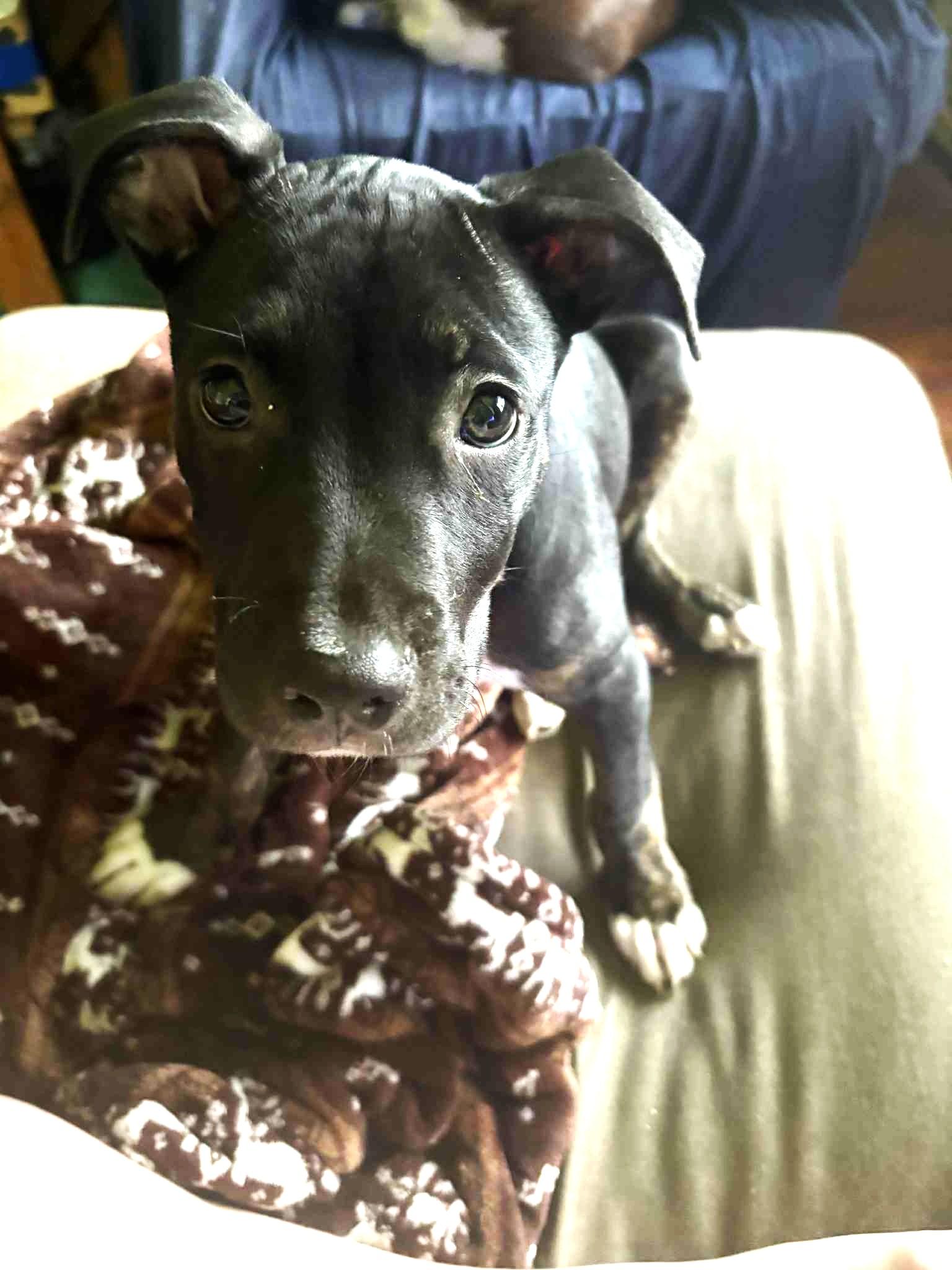 Enlarge Cash, a Adopted mixed breed in Macomb, IL image 1/3