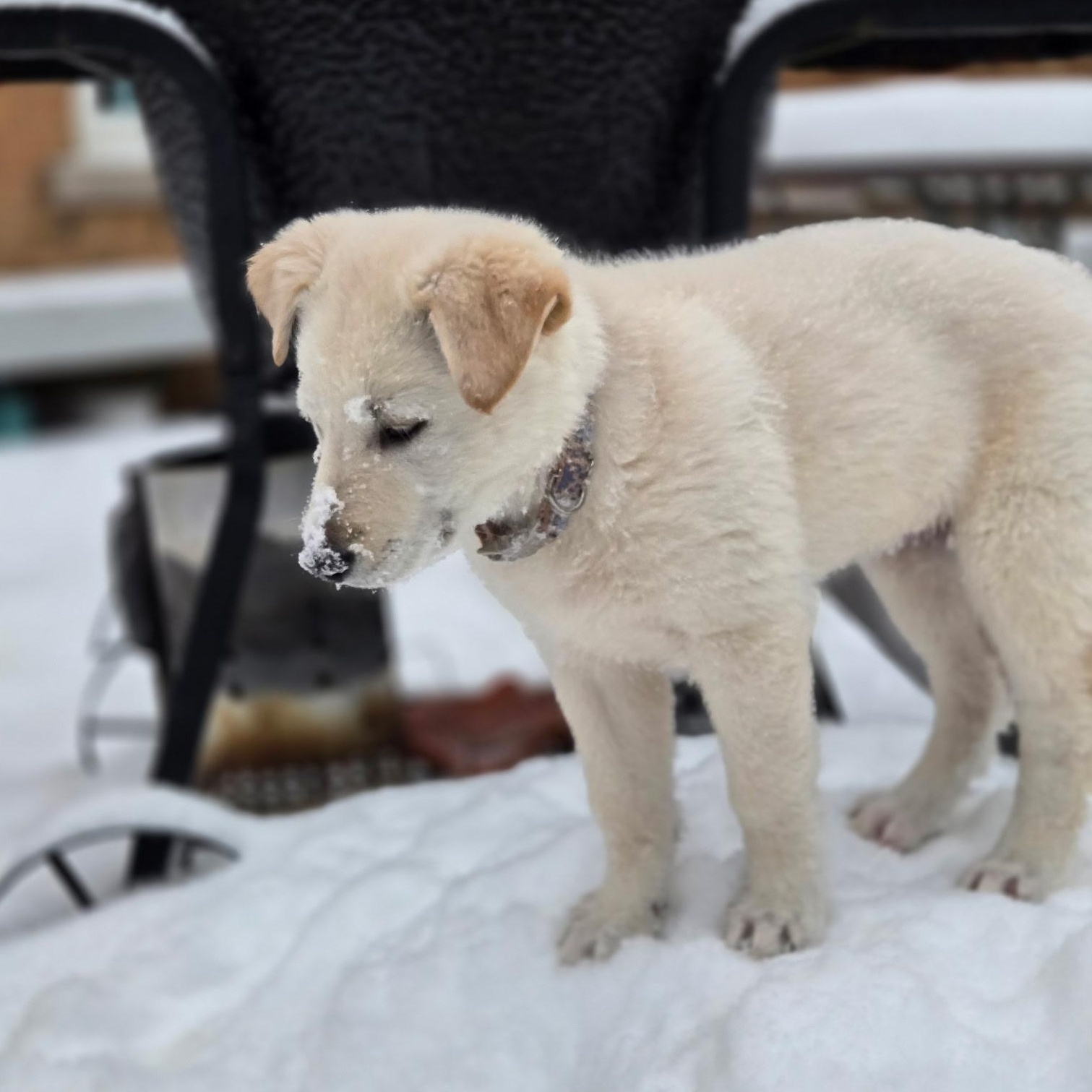 Enlarge Miss Riley , a ADOPTABLE mixed breed in Richmond Hill, ON image 4/5
