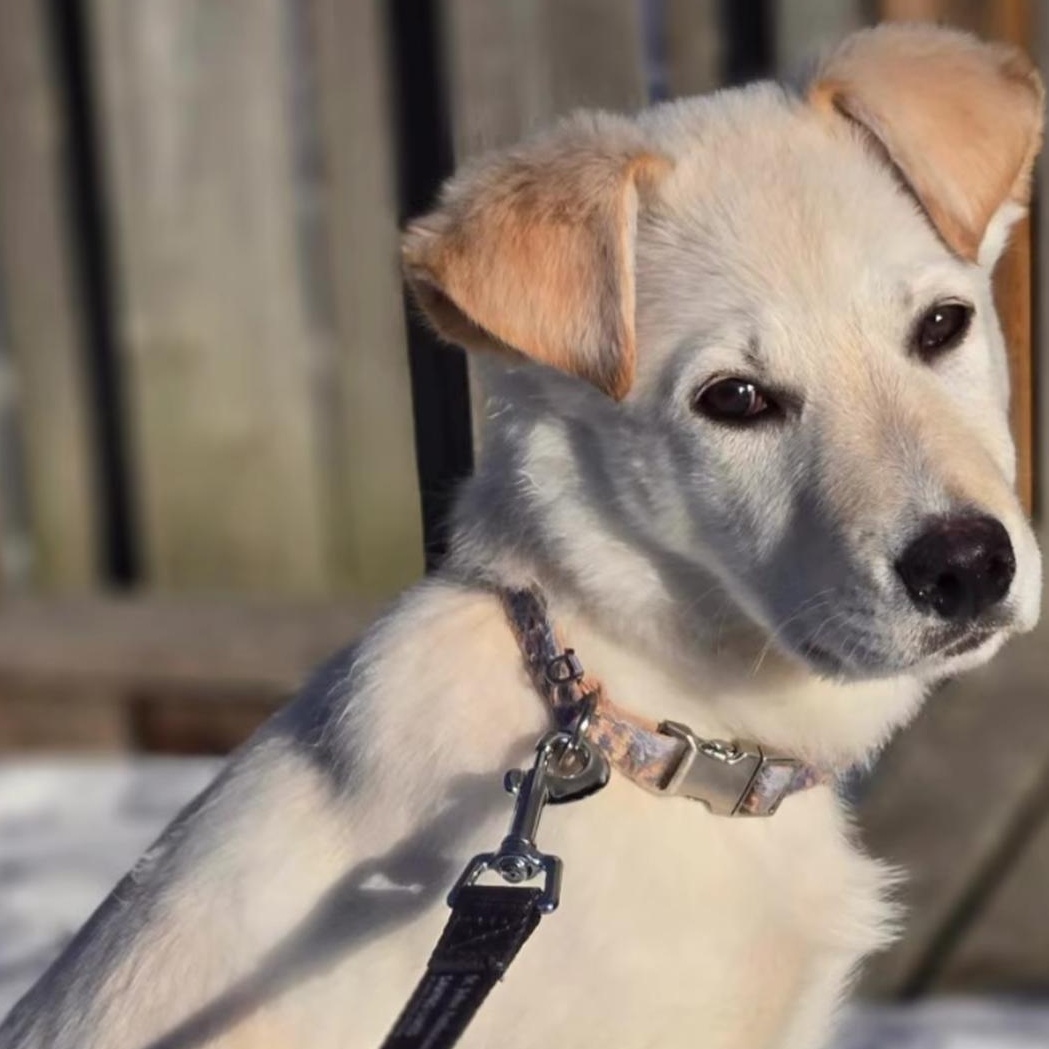 Enlarge Miss Riley , a ADOPTABLE mixed breed in Richmond Hill, ON image 2/5