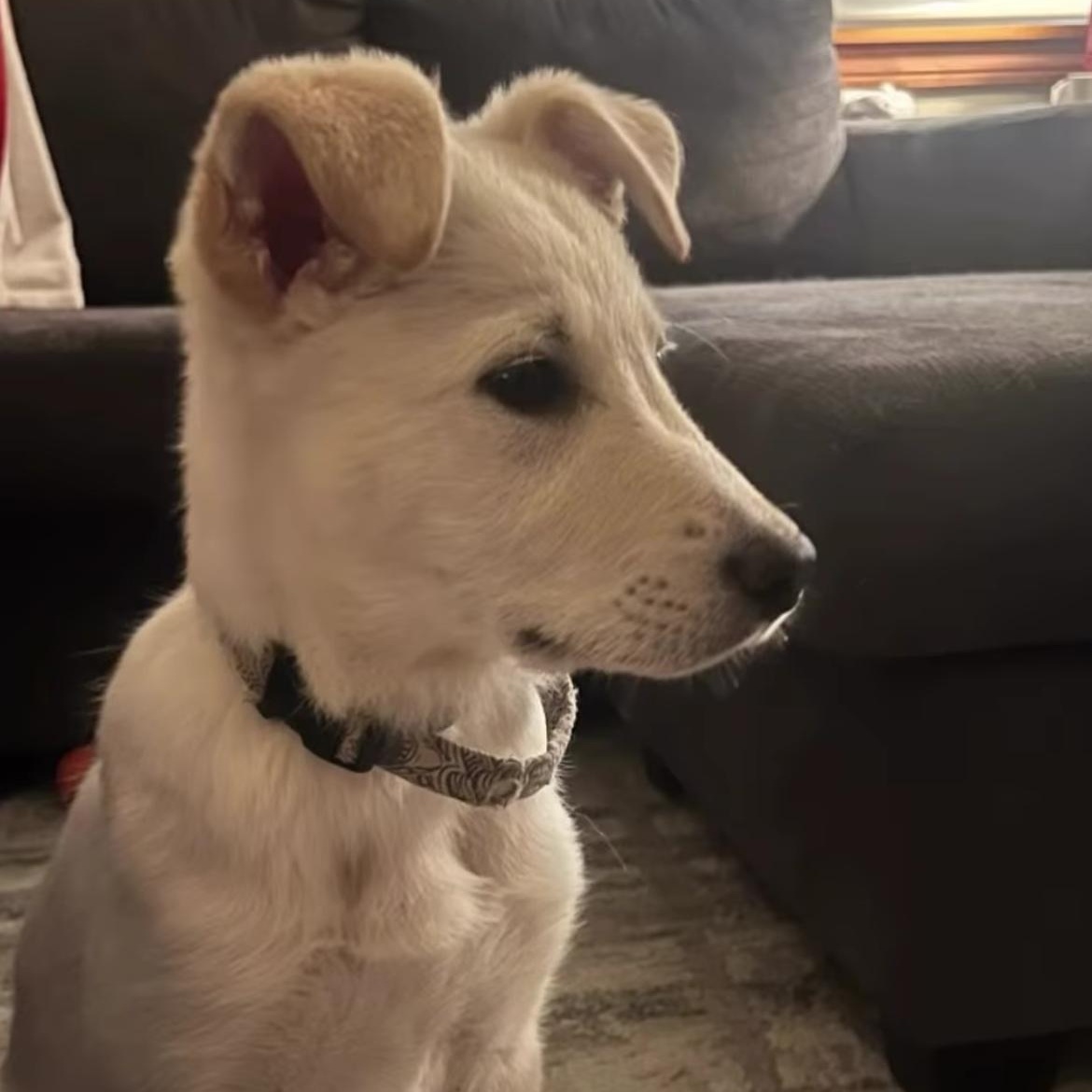 Enlarge Miss Riley , a ADOPTABLE mixed breed in Richmond Hill, ON image 3/5