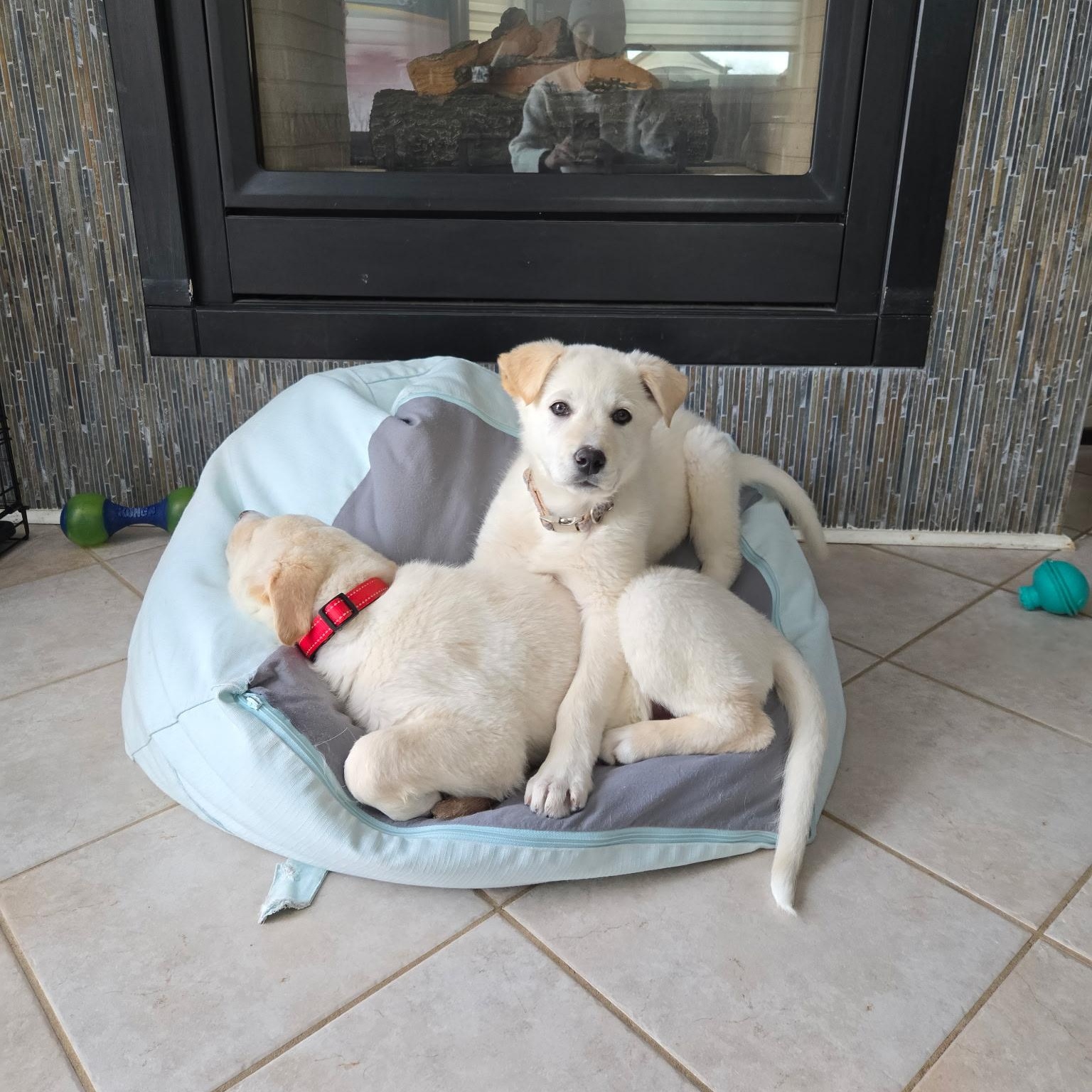 Enlarge Miss Riley , a ADOPTABLE mixed breed in Richmond Hill, ON image 5/5