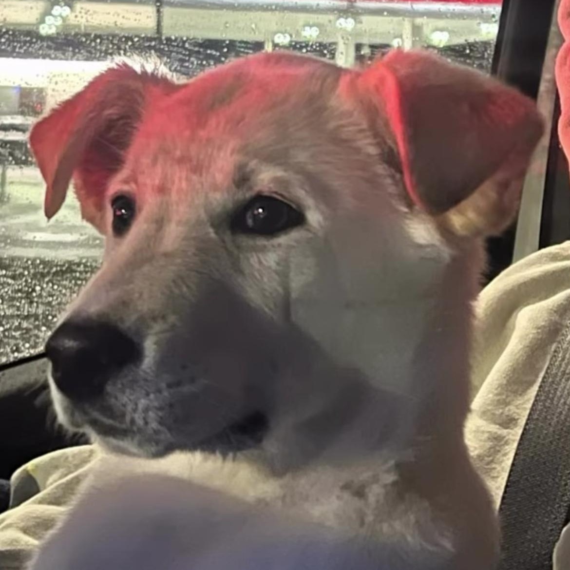Miss Riley , ADOPTABLE, Puppy Female Collie & Yellow Labrador Retriever.