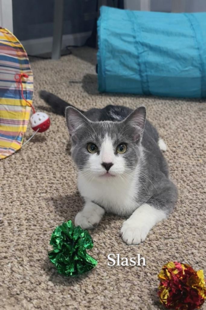 Enlarge Slash, a Adoptable Domestic Short Hair in Turnersville, NJ image 1/1