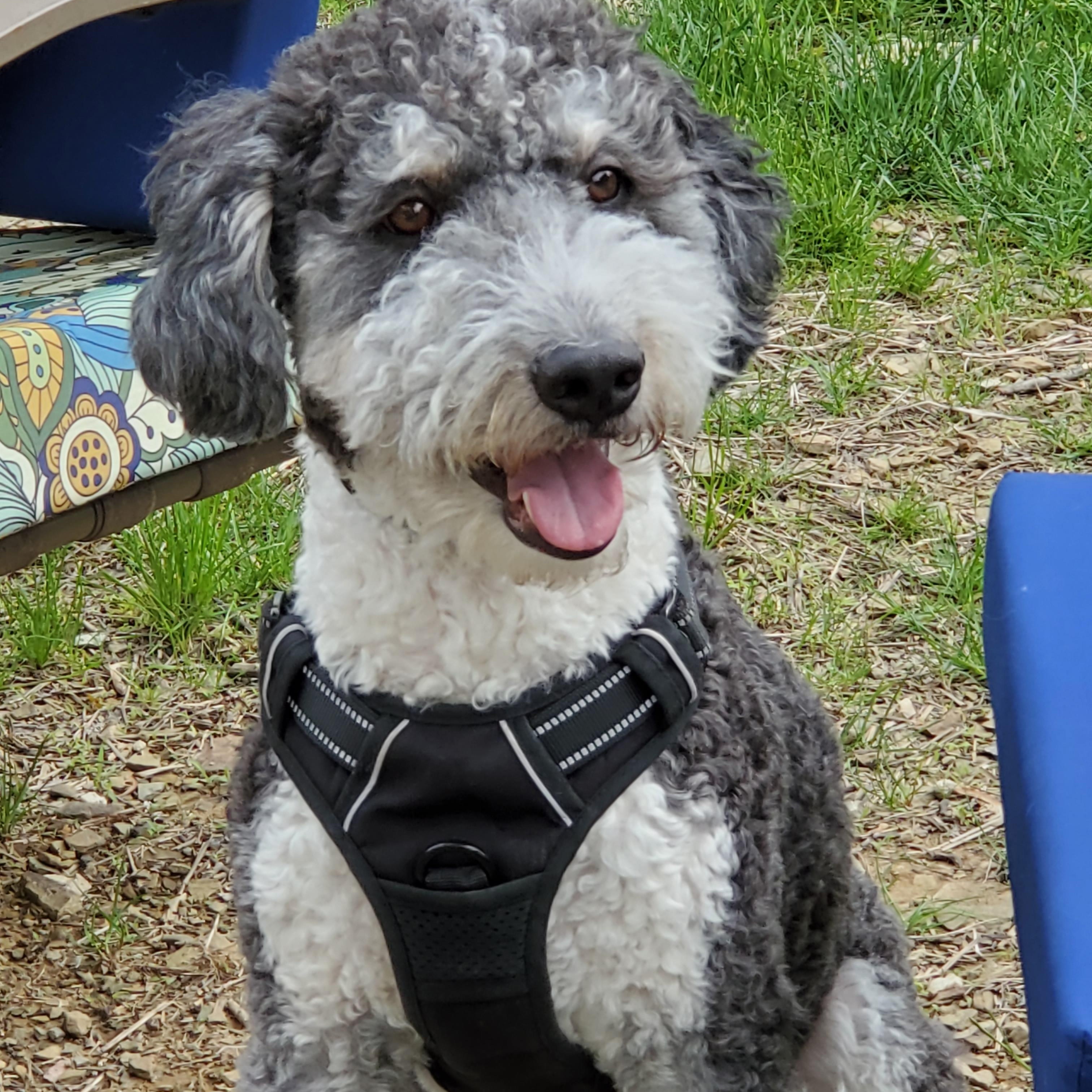 Enlarge Walter, a Adoptable Aussiedoodle in Irwin, PA image 3/5