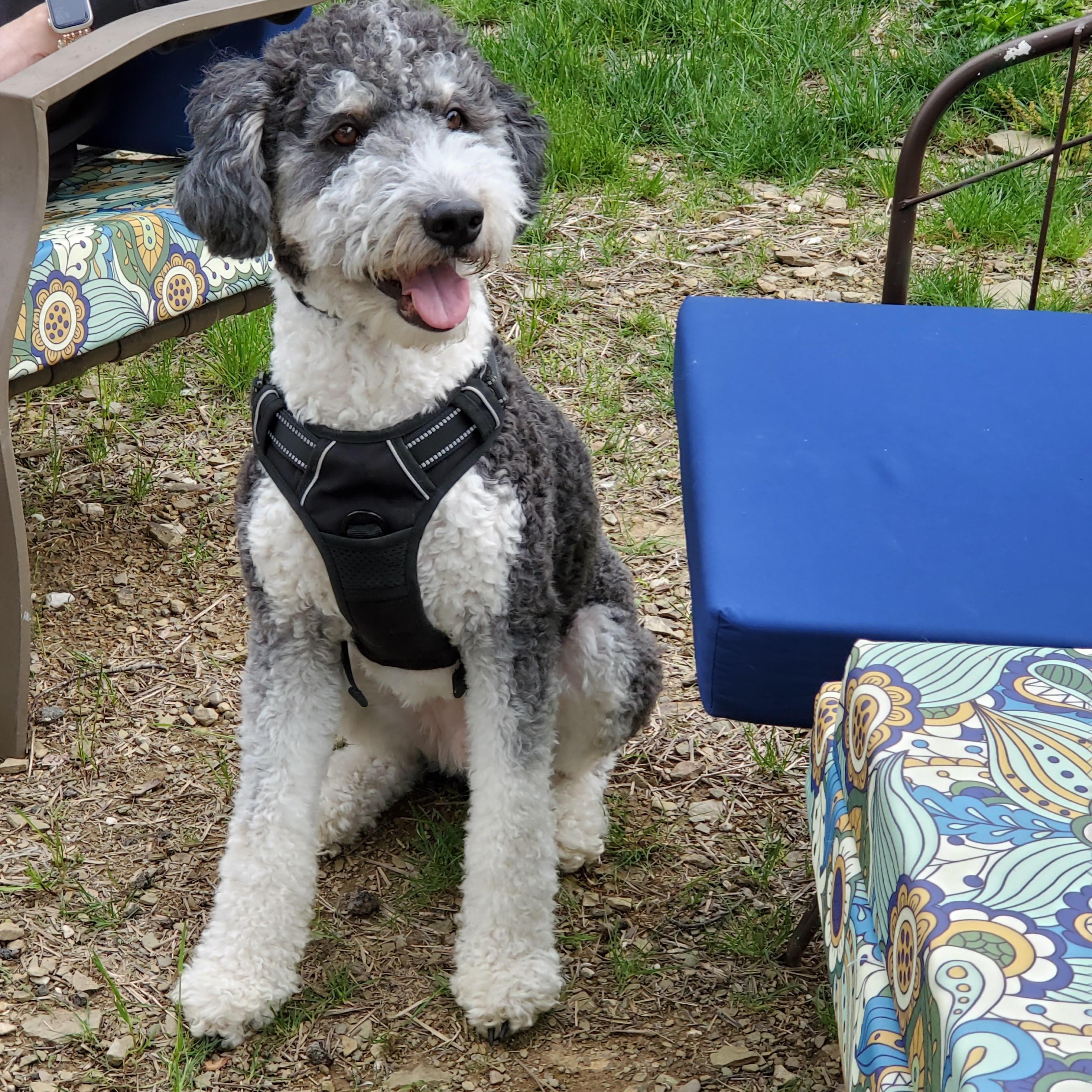 Walter, Adoptable, Young Male Aussiedoodle.