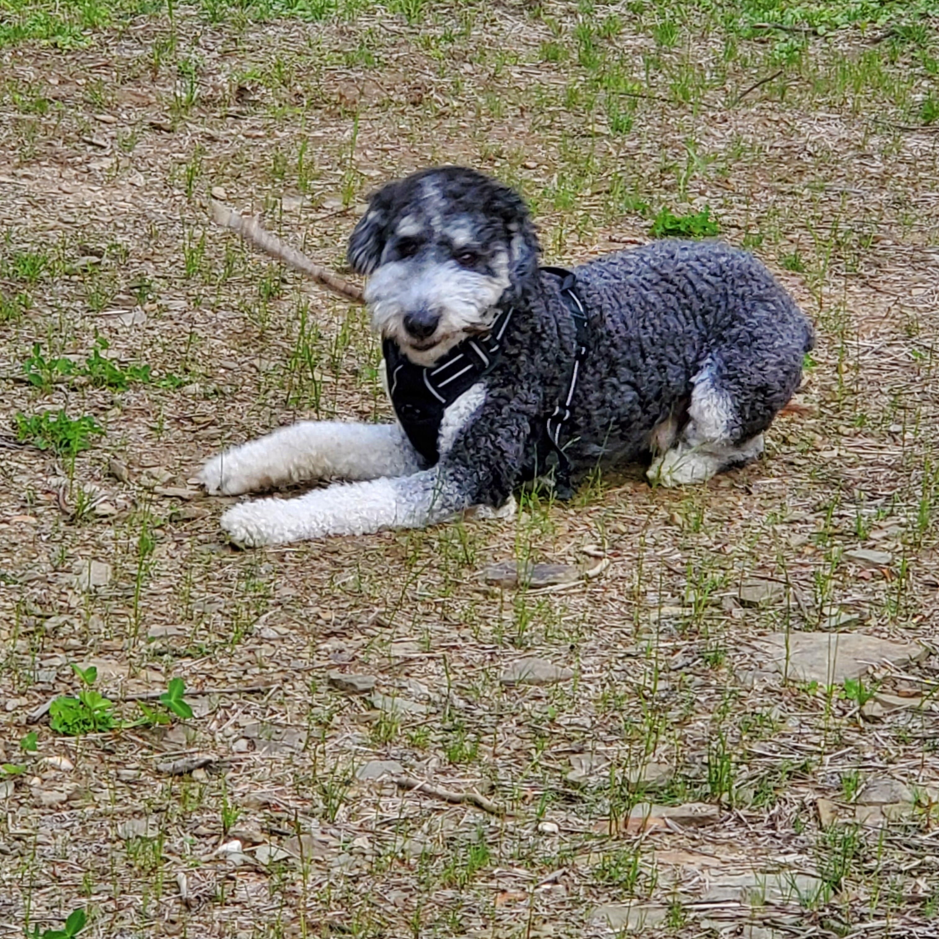 Enlarge Walter, a Adoptable Aussiedoodle in Irwin, PA image 4/5