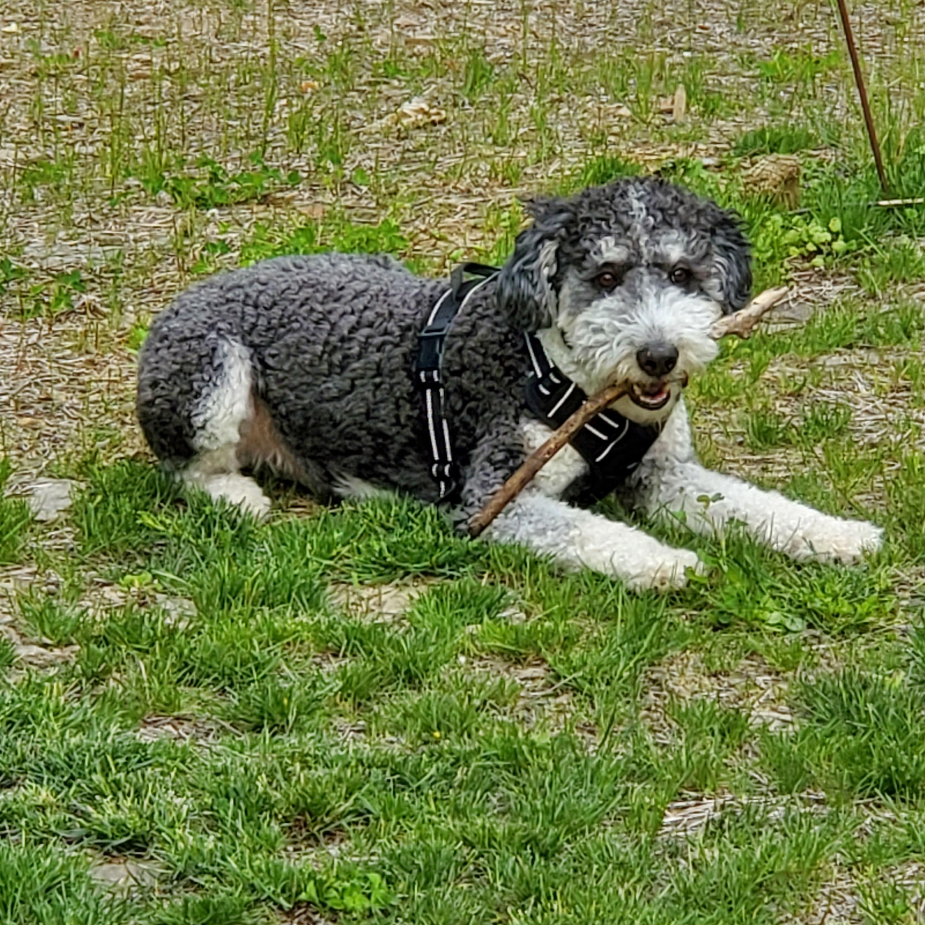 Enlarge Walter, a Adoptable Aussiedoodle in Irwin, PA image 2/5