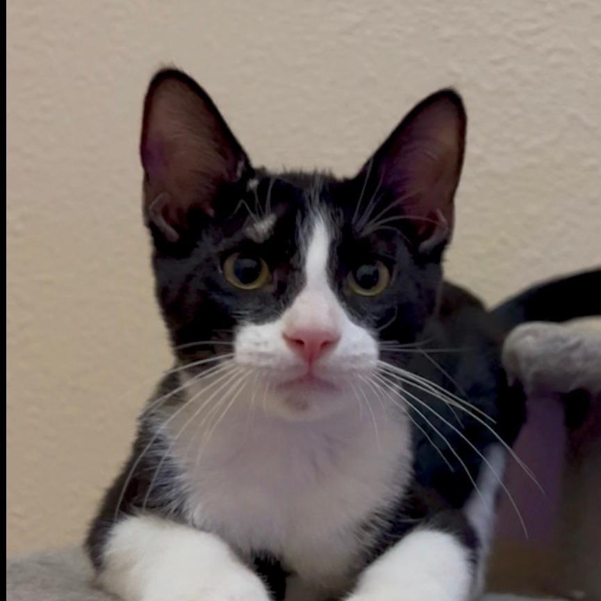 Mickey, Adoptable, Kitten Male Domestic Short Hair.