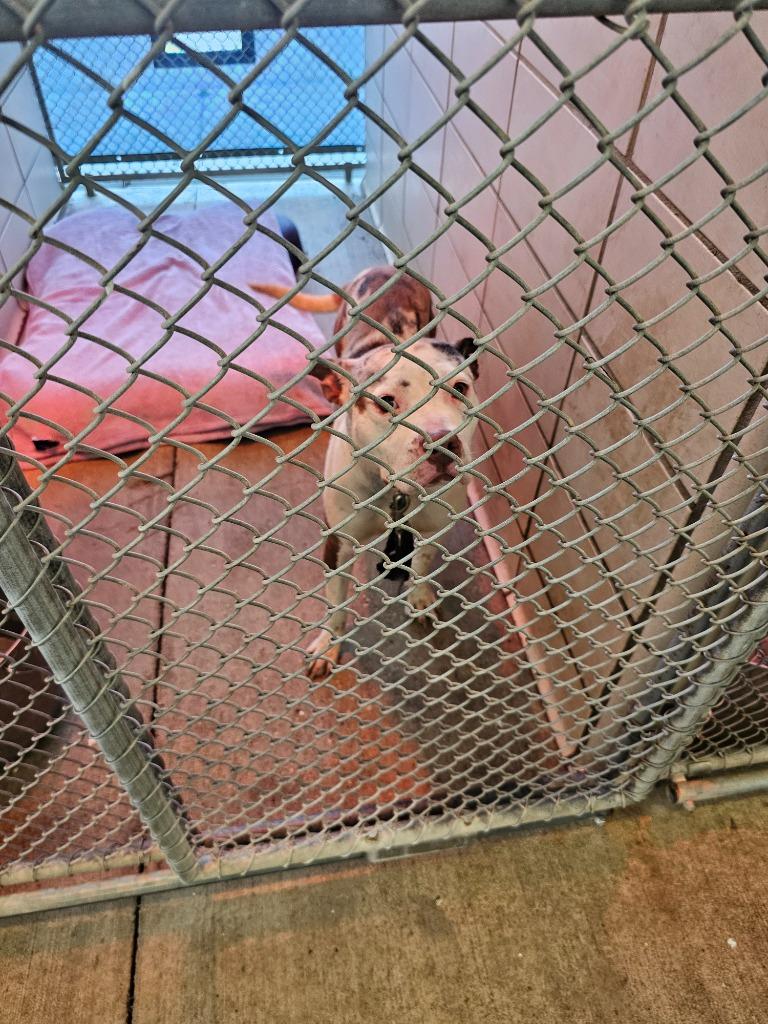 Sally, a Adoptable Mixed Breed in Bossier City, LA image 1/6