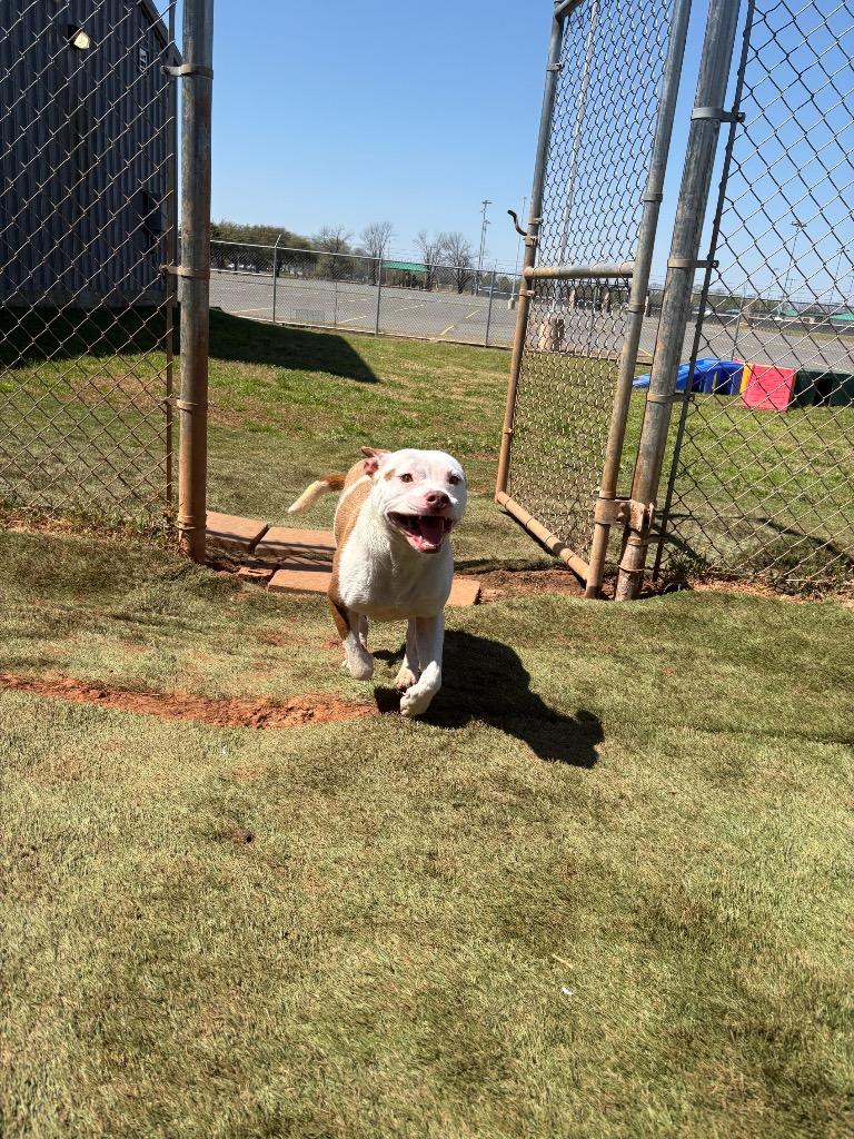 Sally, a Adoptable Mixed Breed in Bossier City, LA image 2/6