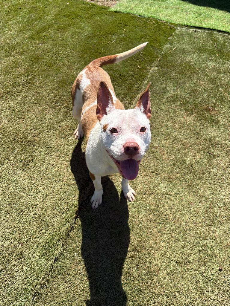 Sally, a Adoptable Mixed Breed in Bossier City, LA image 4/6