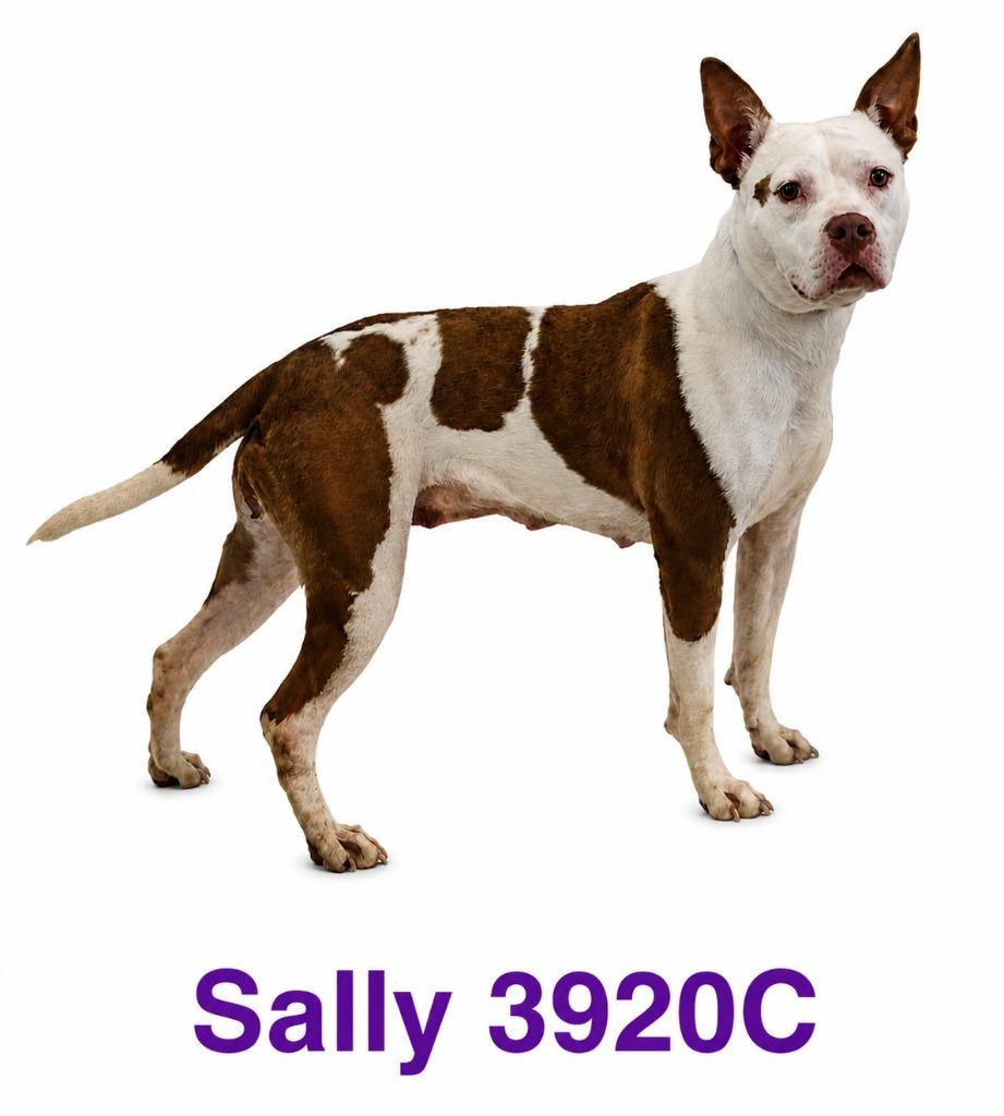 Sally, a Adoptable Mixed Breed in Bossier City, LA image 5/6