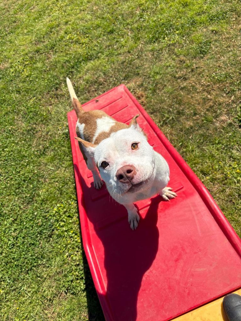 Sally, a Adoptable Mixed Breed in Bossier City, LA image 6/6