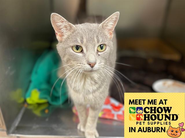 STERLING, Adoptable, Young Female Domestic Short Hair.