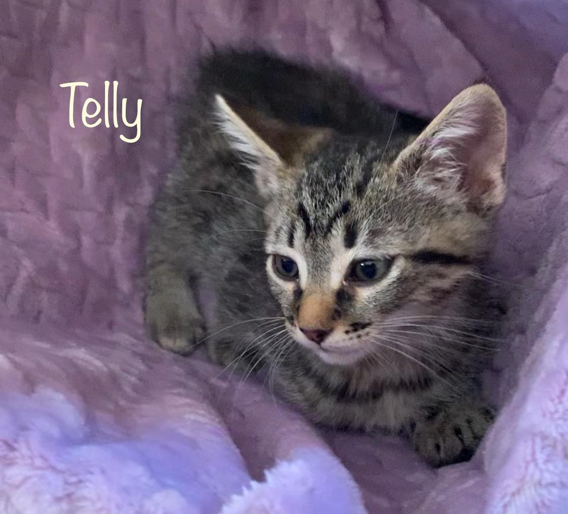 Enlarge Telly Monster, a ADOPTABLE Tabby in Dixon, CA image 2/2