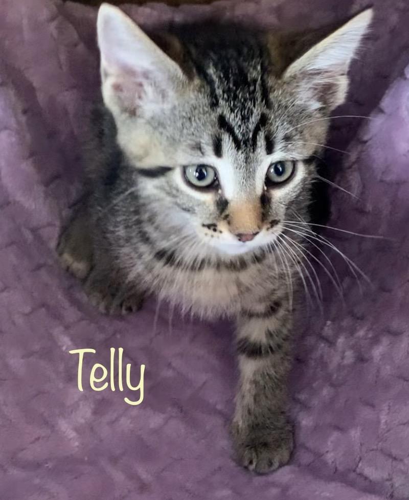 Telly Monster, ADOPTABLE, Kitten Male Tabby.