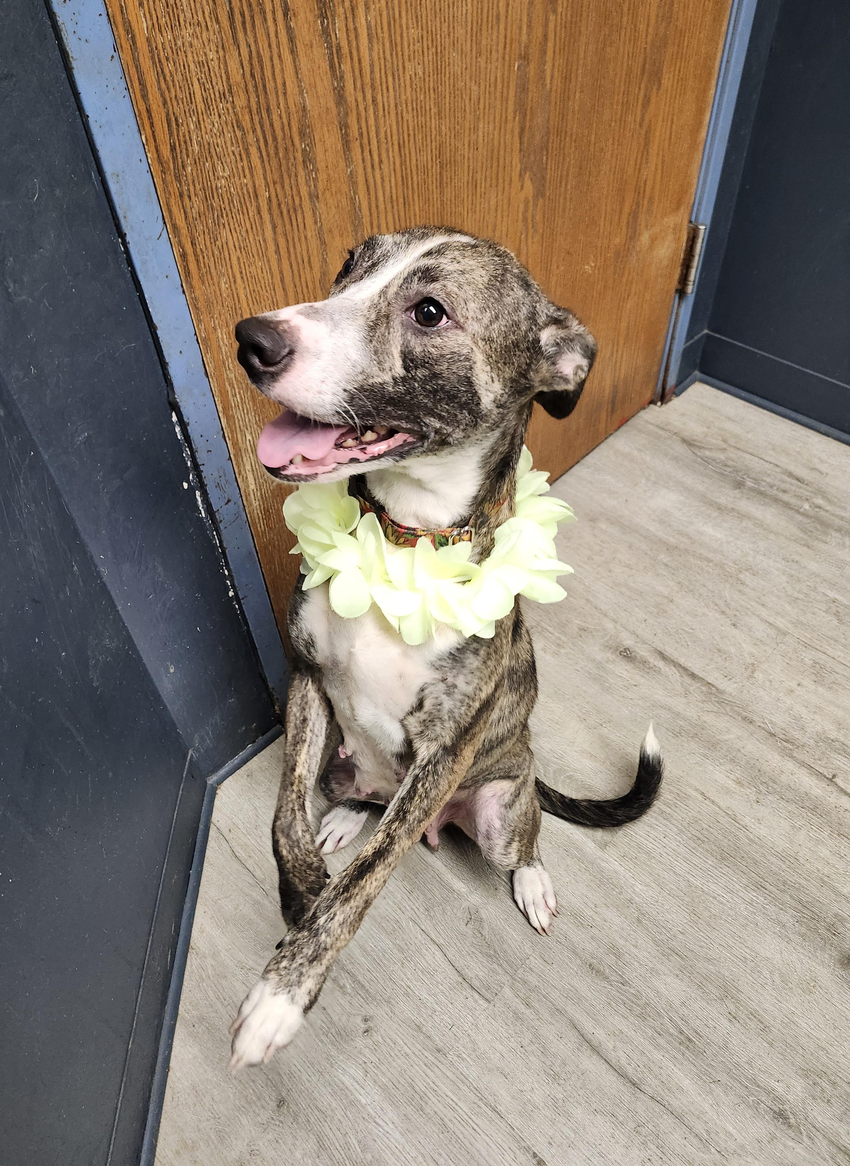 Enlarge Christmas, a Adoptable mixed breed in Mansfield, OH image 1/4