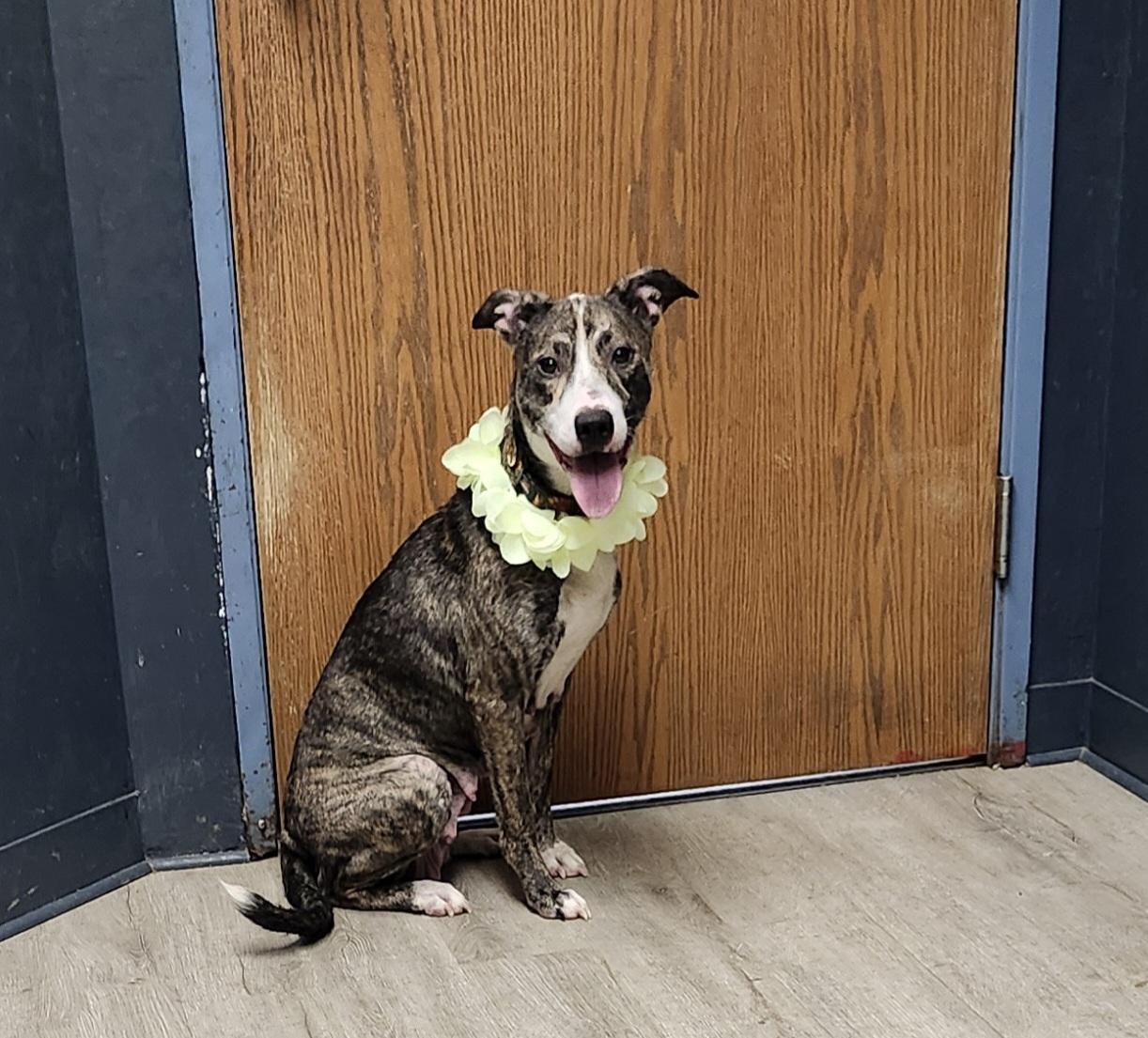 Enlarge Christmas, a Adoptable mixed breed in Mansfield, OH image 2/4