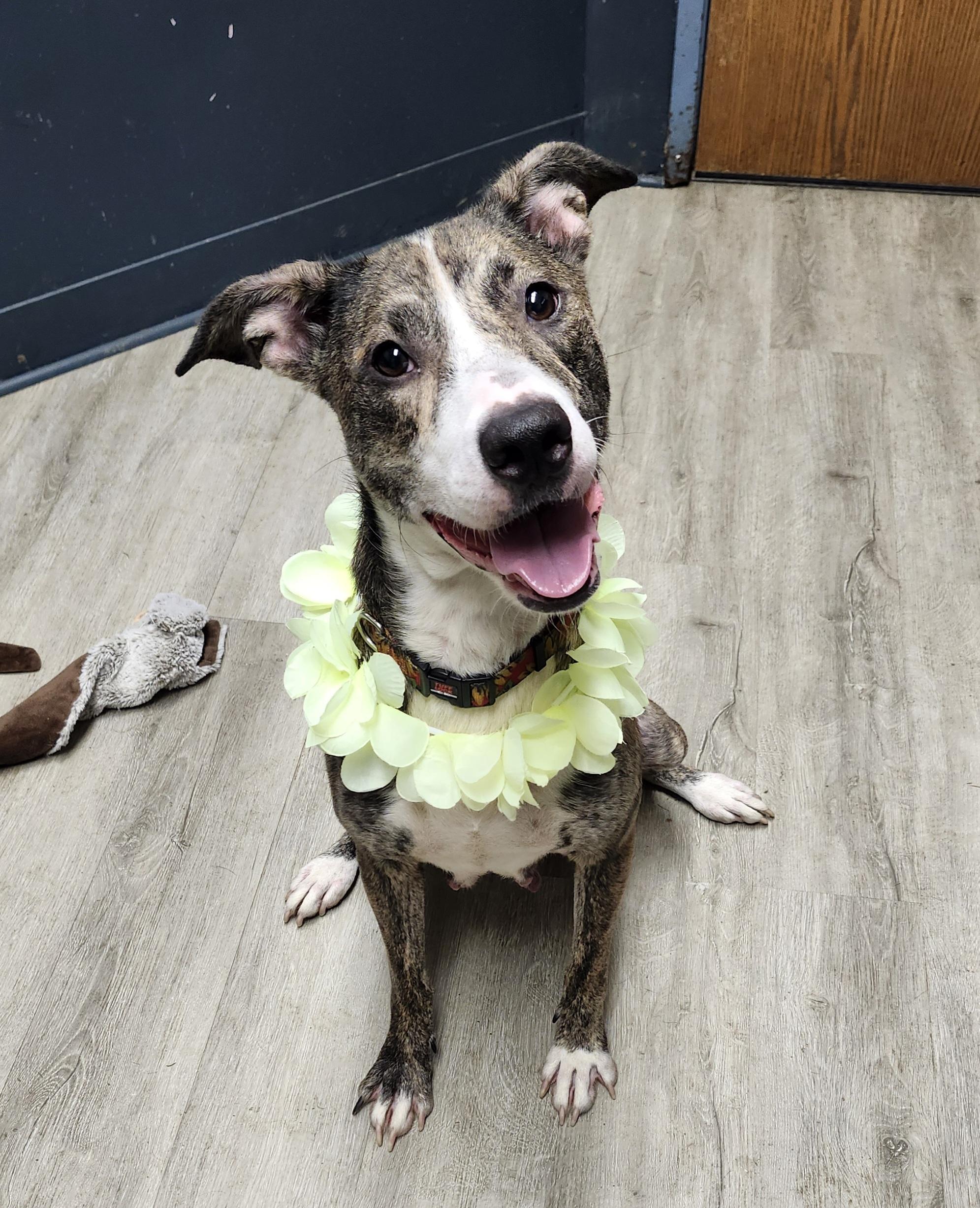 Enlarge Christmas, a Adoptable mixed breed in Mansfield, OH image 3/4