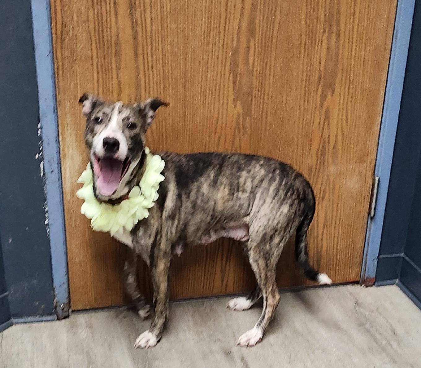 Enlarge Christmas, a Adoptable mixed breed in Mansfield, OH image 4/4