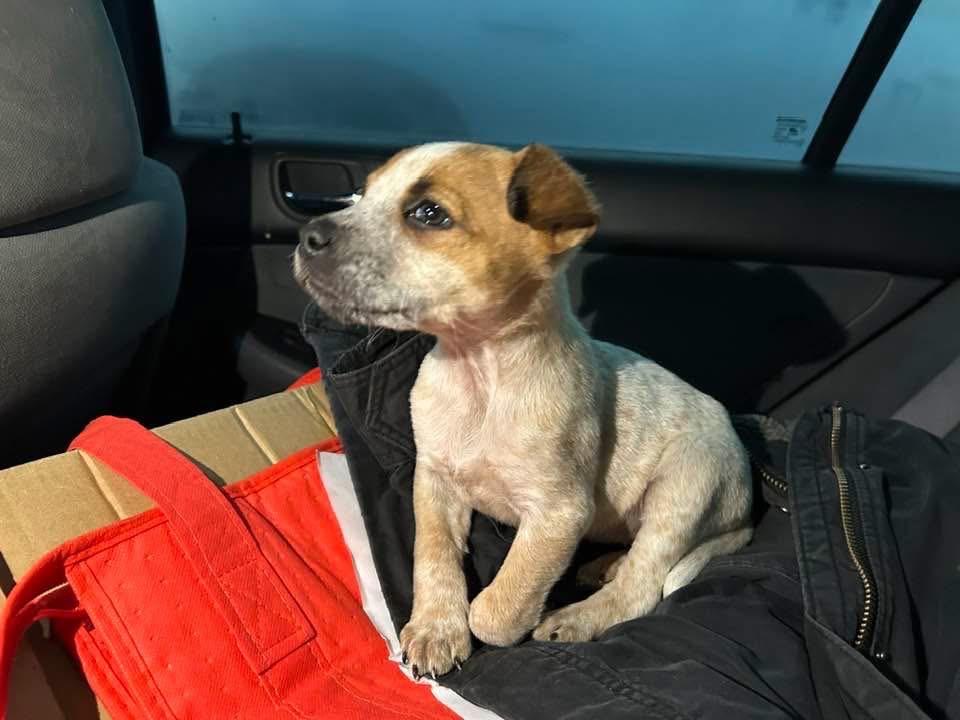 Lucy, Adopted, Puppy Female Hound & Labrador Retriever.