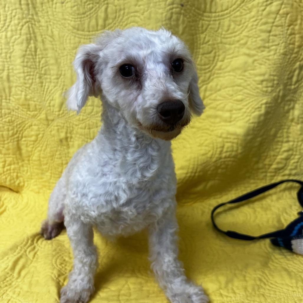 Enlarge Frankie, a Adoptable Poodle in Kokomo, IN image 1/4