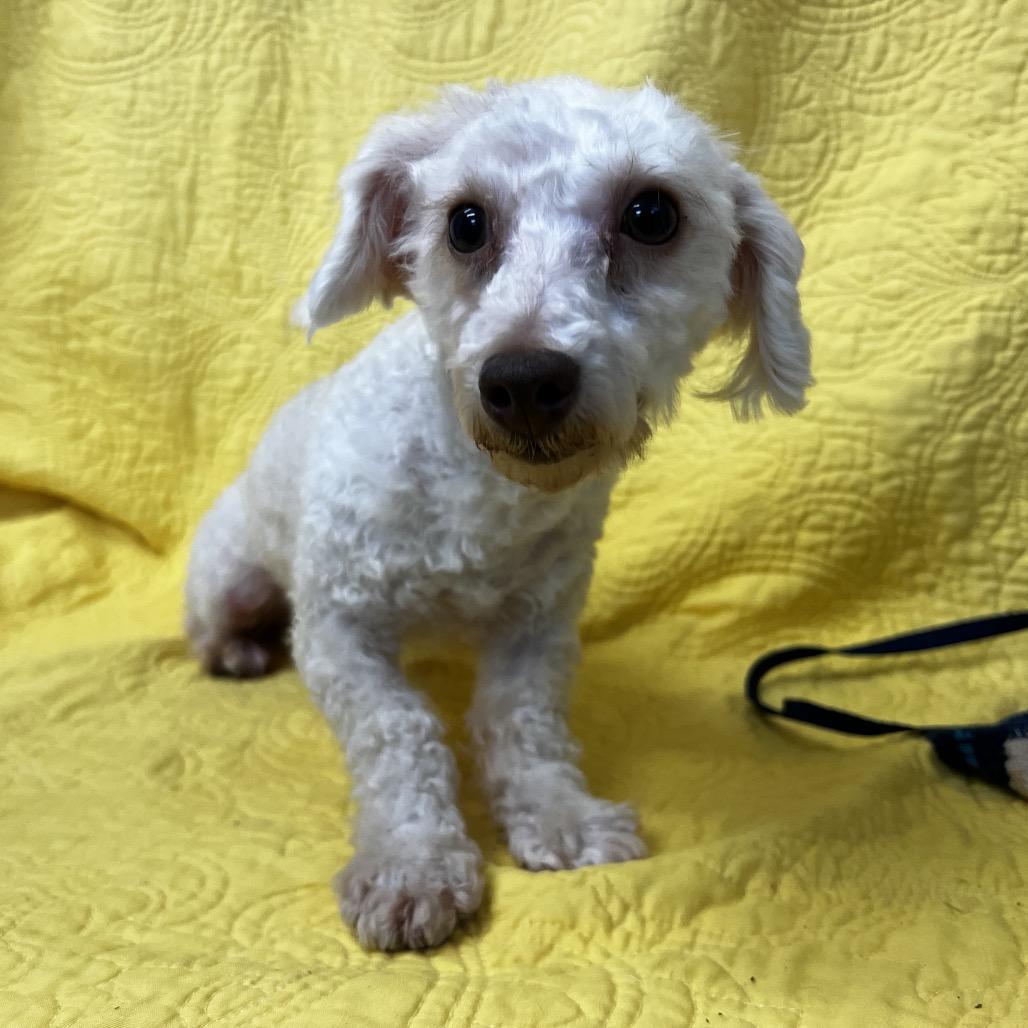 Enlarge Frankie, a Adoptable Poodle in Kokomo, IN image 2/4