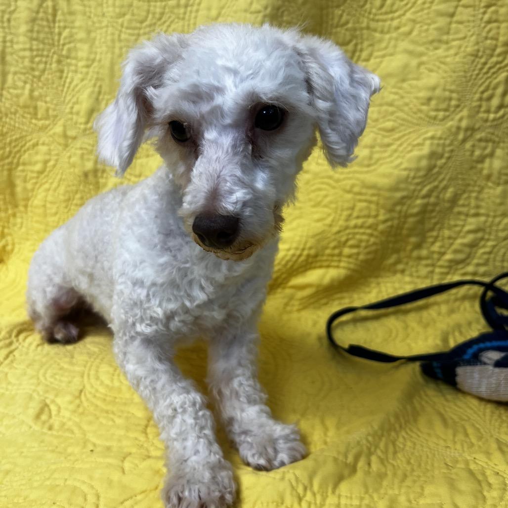 Enlarge Frankie, a Adoptable Poodle in Kokomo, IN image 3/4