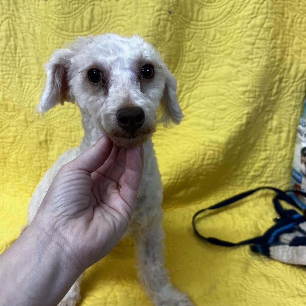 Enlarge Frankie, a Adoptable Poodle in Kokomo, IN image 4/4