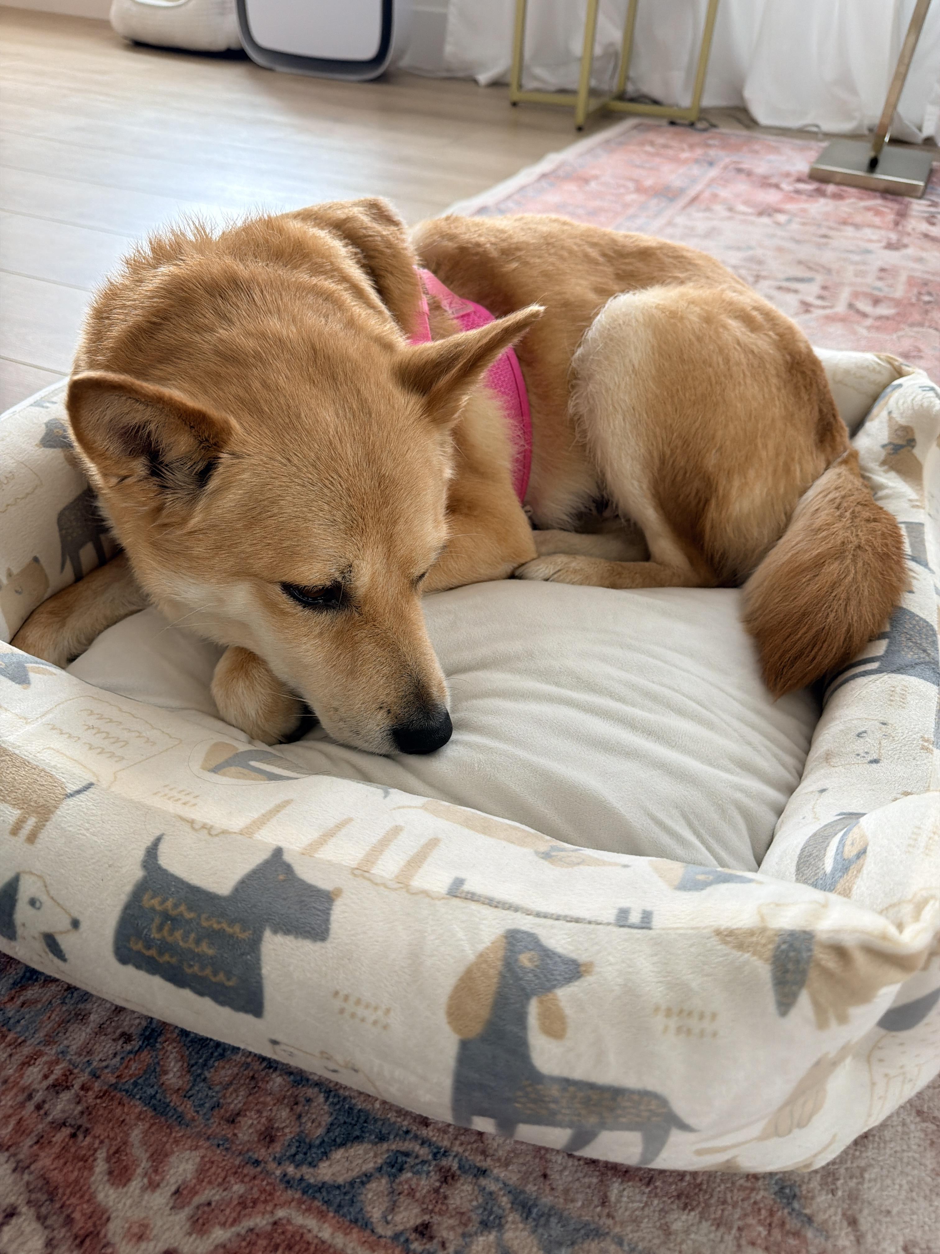 Enlarge Nina, a ADOPTABLE Shiba Inu in Frazier Park, CA image 5/5