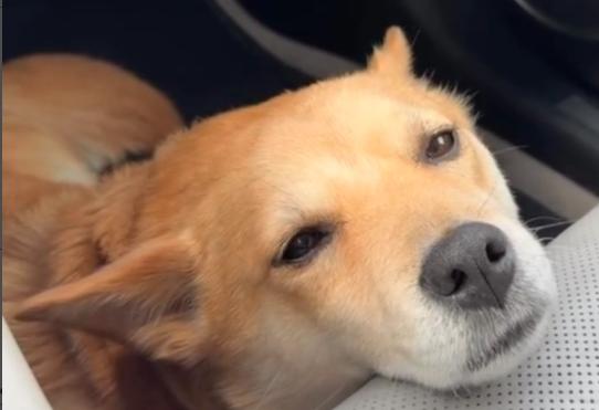 Enlarge Nina, a ADOPTABLE Shiba Inu in Frazier Park, CA image 2/5