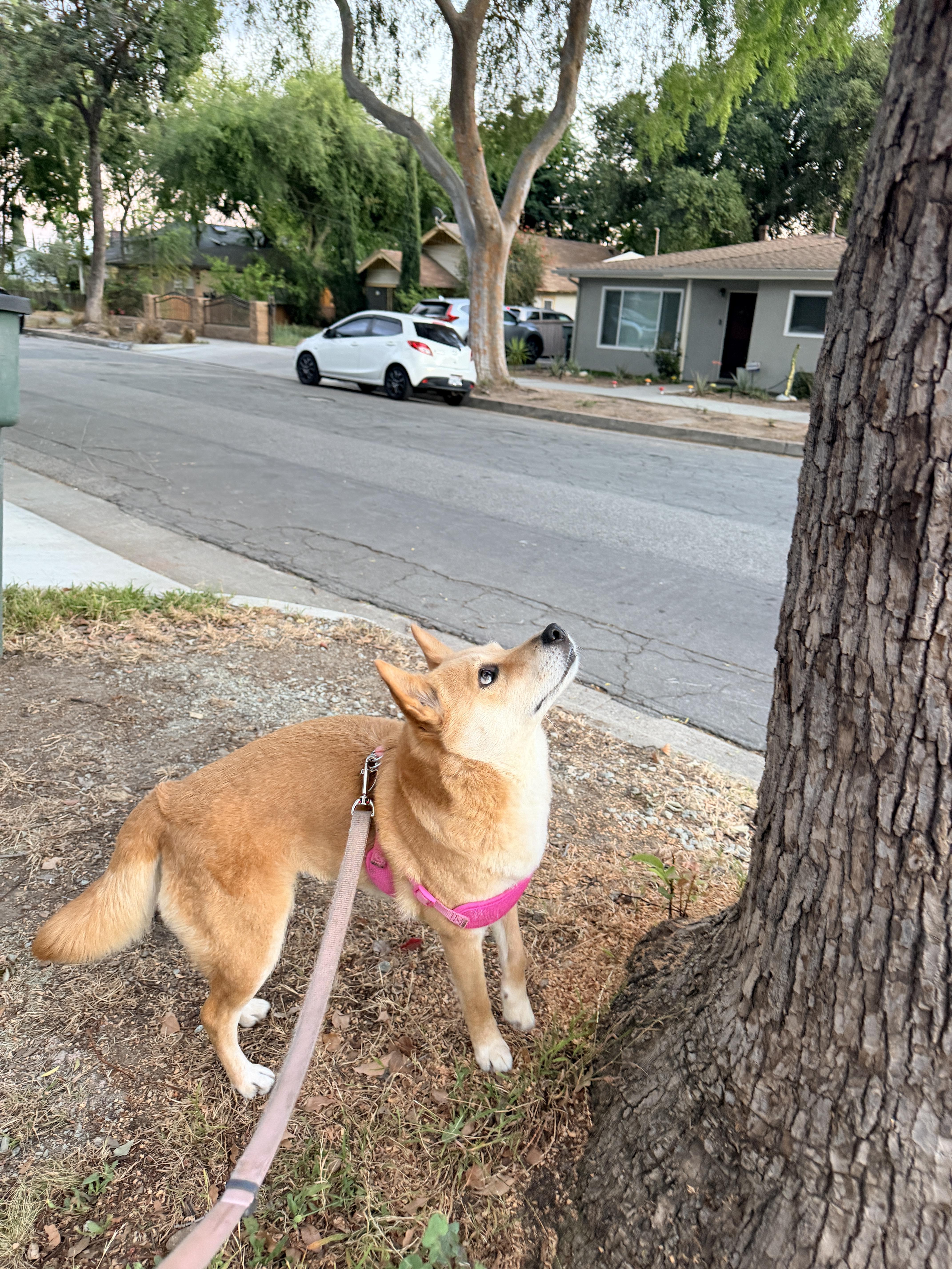 Enlarge Nina, a ADOPTABLE Shiba Inu in Frazier Park, CA image 4/5