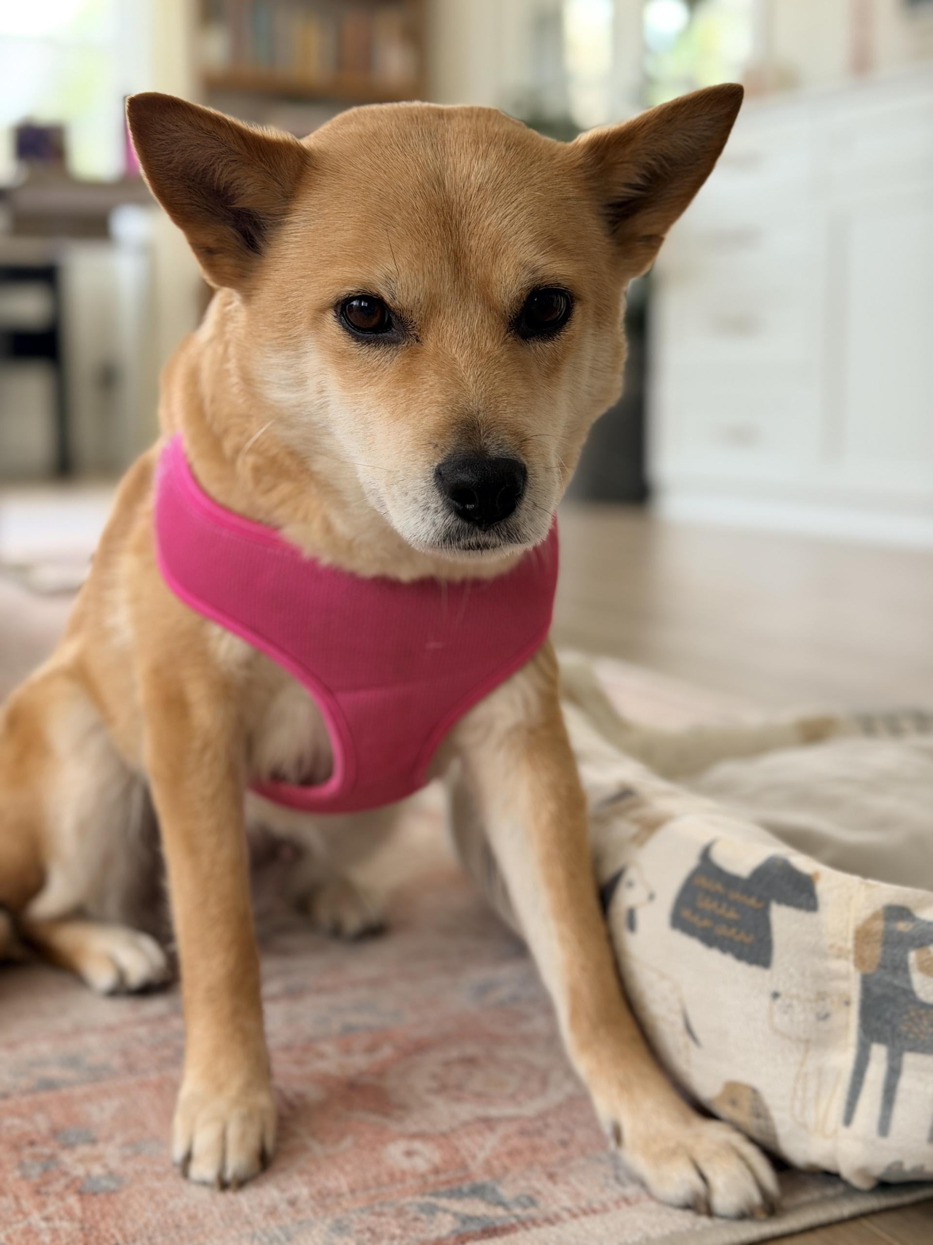Enlarge Nina, a ADOPTABLE Shiba Inu in Frazier Park, CA image 1/5