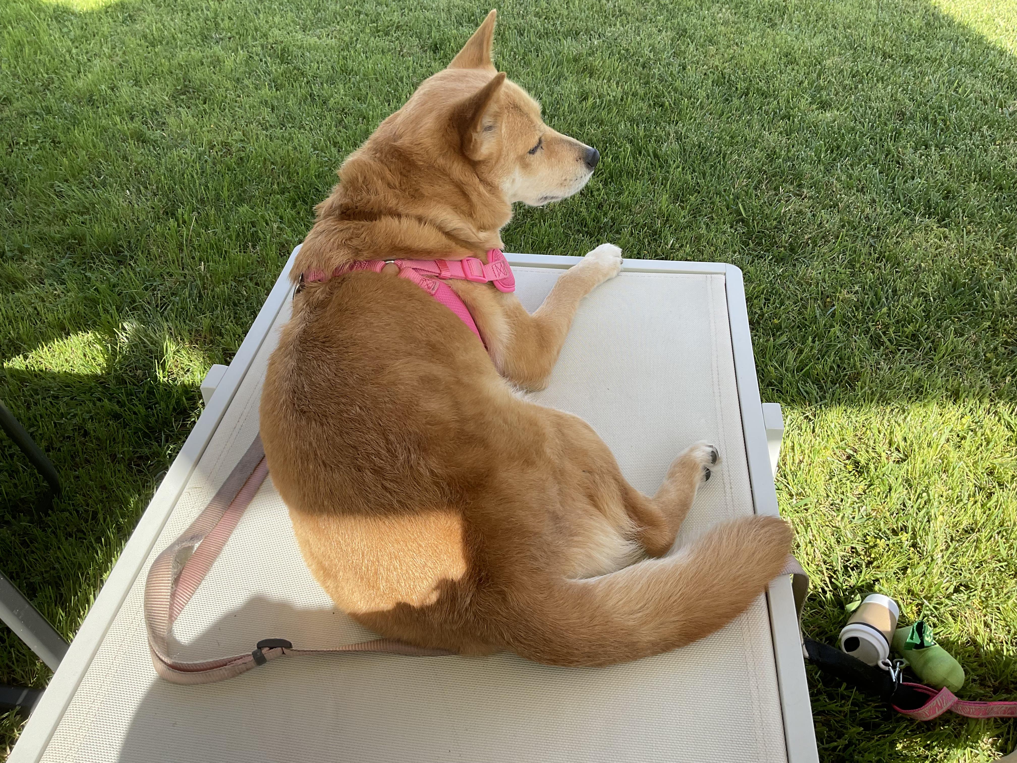 Enlarge Nina, a ADOPTABLE Shiba Inu in Frazier Park, CA image 3/5