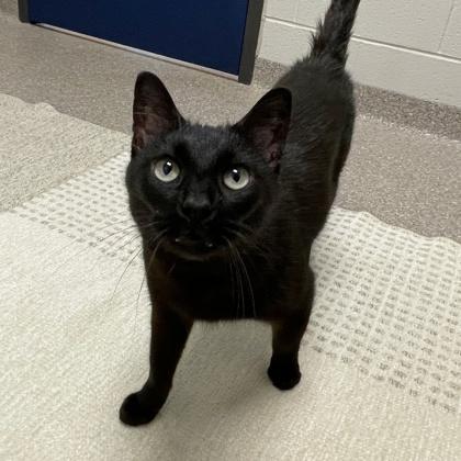 Enlarge Scorpio, a Adoptable mixed breed in Wheaton, IL image 1/2