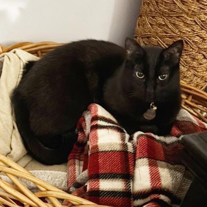 Enlarge Scorpio, a Adoptable mixed breed in Wheaton, IL image 2/2