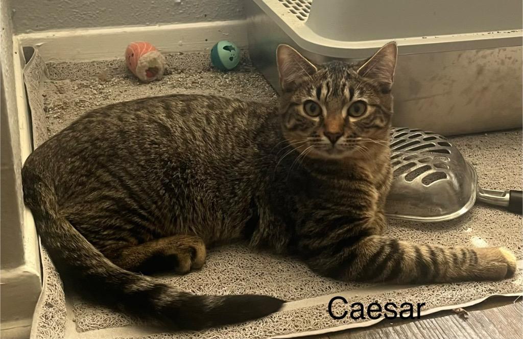 Caesar, Adoptable, Kitten Male Domestic Short Hair.