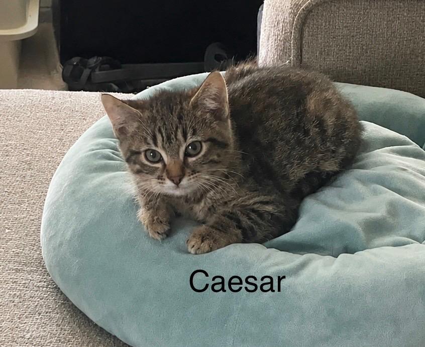 Enlarge Caesar, a Adoptable mixed breed in Spring, TX image 2/3