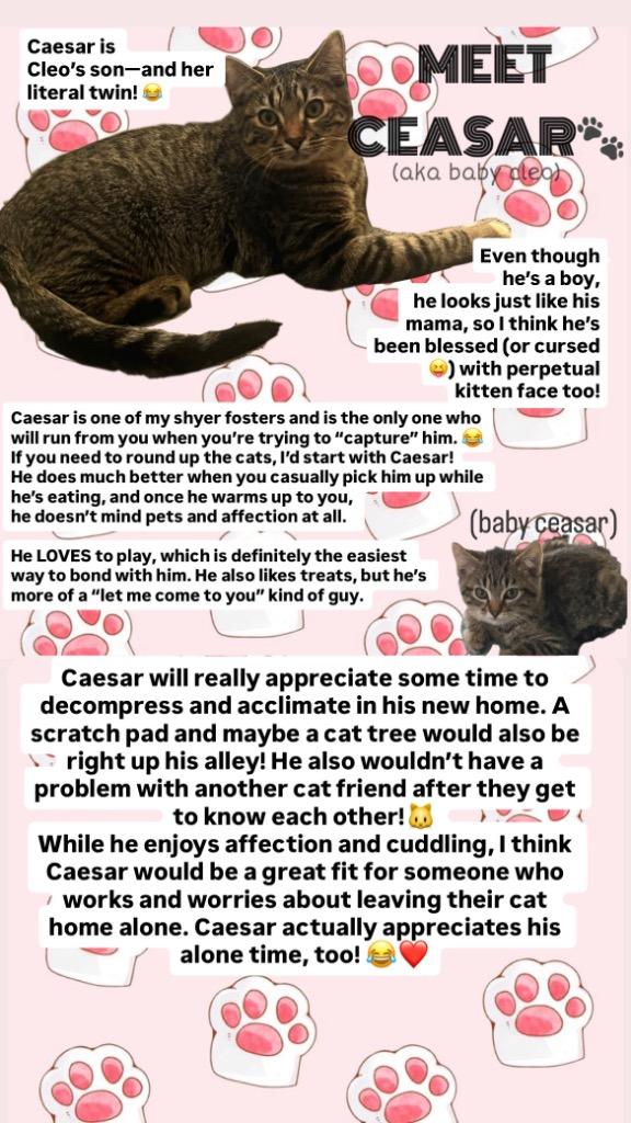 Enlarge Caesar, a Adoptable mixed breed in Spring, TX image 3/3