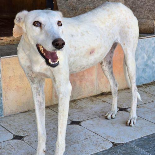 Enlarge Palomo, a Adoptable mixed breed in Hobart, IN image 1/1
