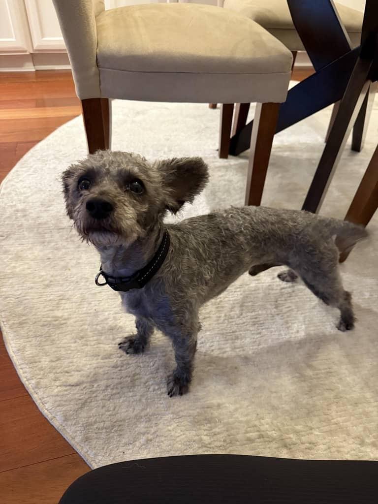 Brody, a Adopted mixed breed in Huntington Beach, CA image 2/4