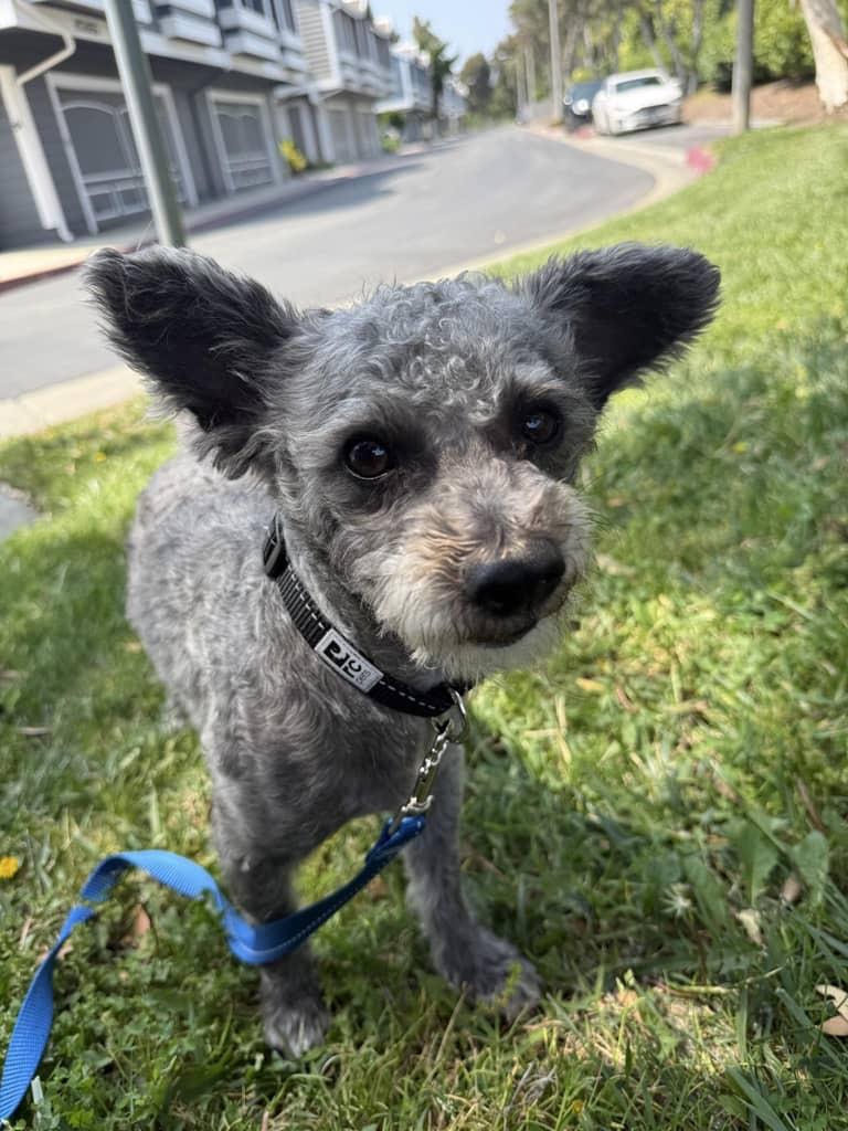 Brody, a Adopted mixed breed in Huntington Beach, CA image 3/4