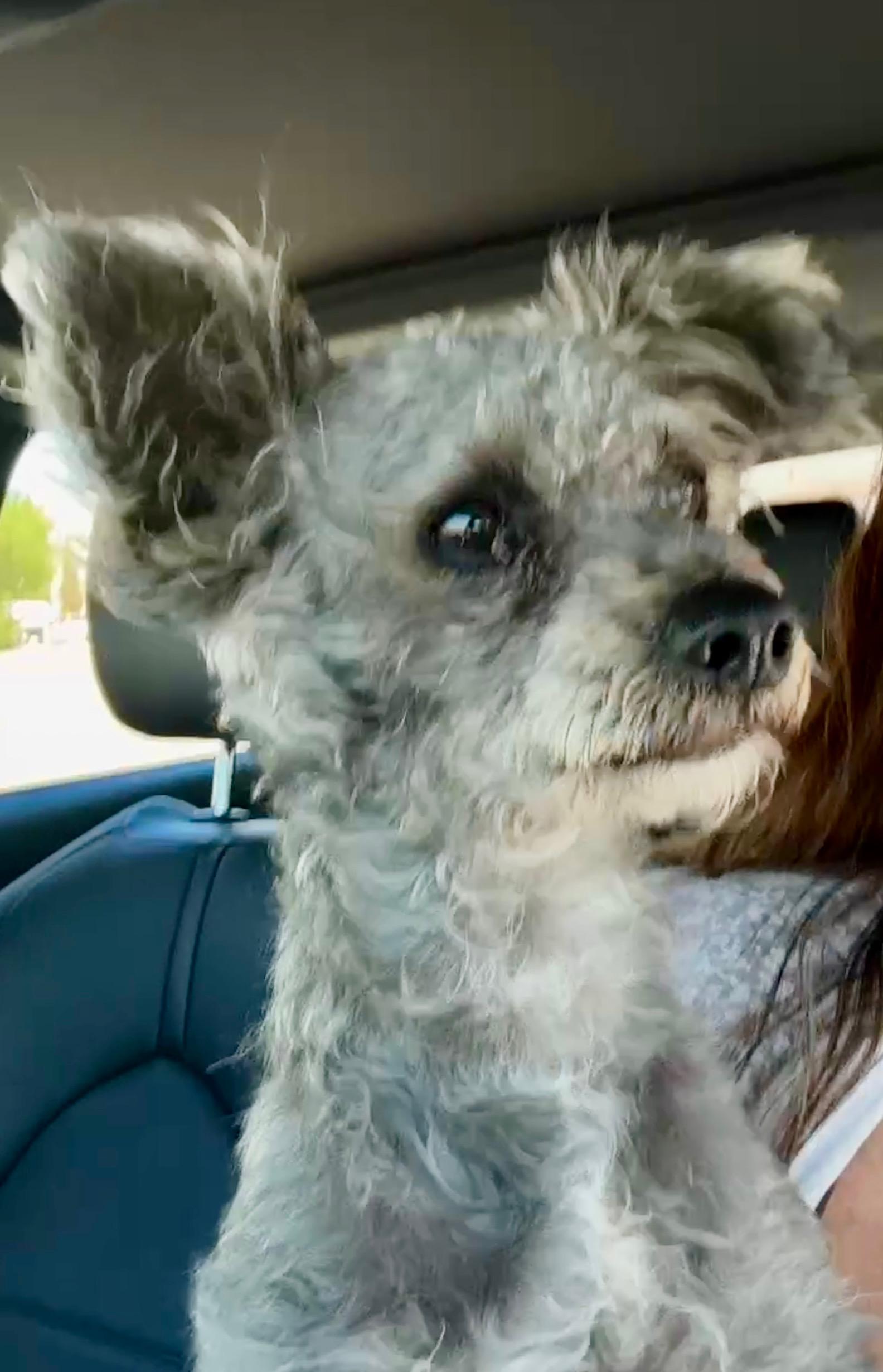 Brody, Adult Male Schnauzer