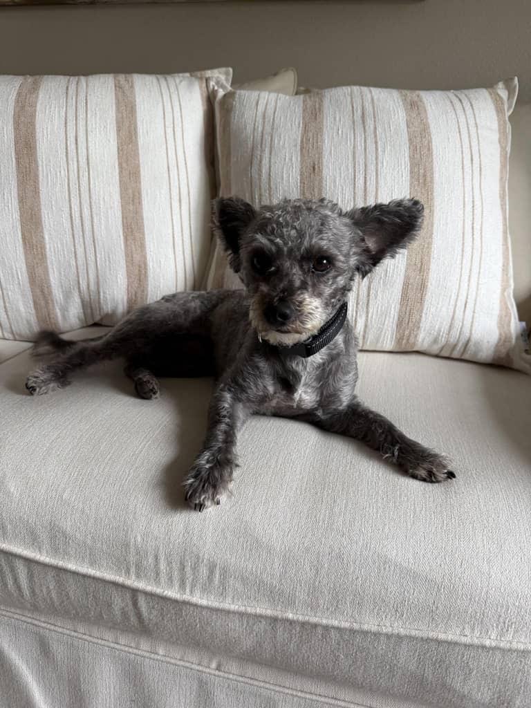 Brody, a Adopted mixed breed in Huntington Beach, CA image 4/4