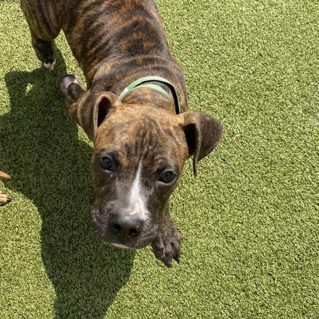 Enlarge Atticus, a Adoptable Boxer image 1/1