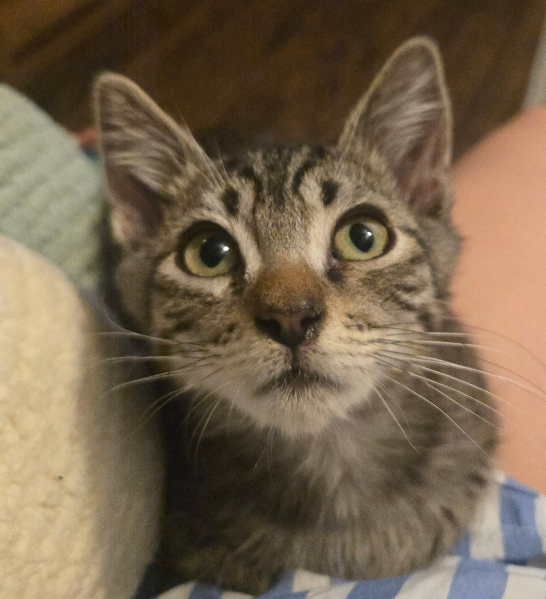 August, a ADOPTABLE Domestic Short Hair in Penryn, CA image 3/3