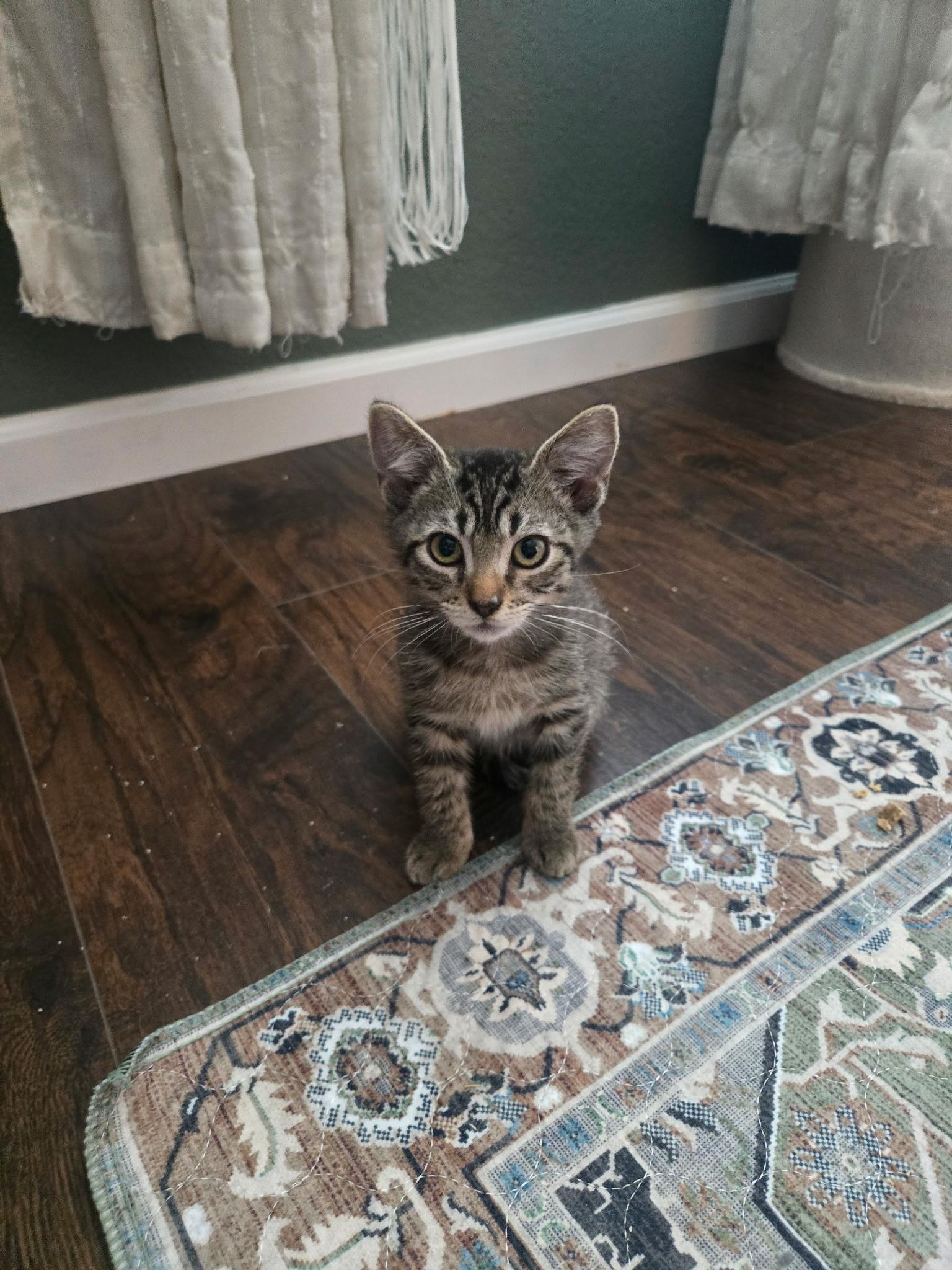 August, ADOPTABLE, Kitten Male Domestic Short Hair.