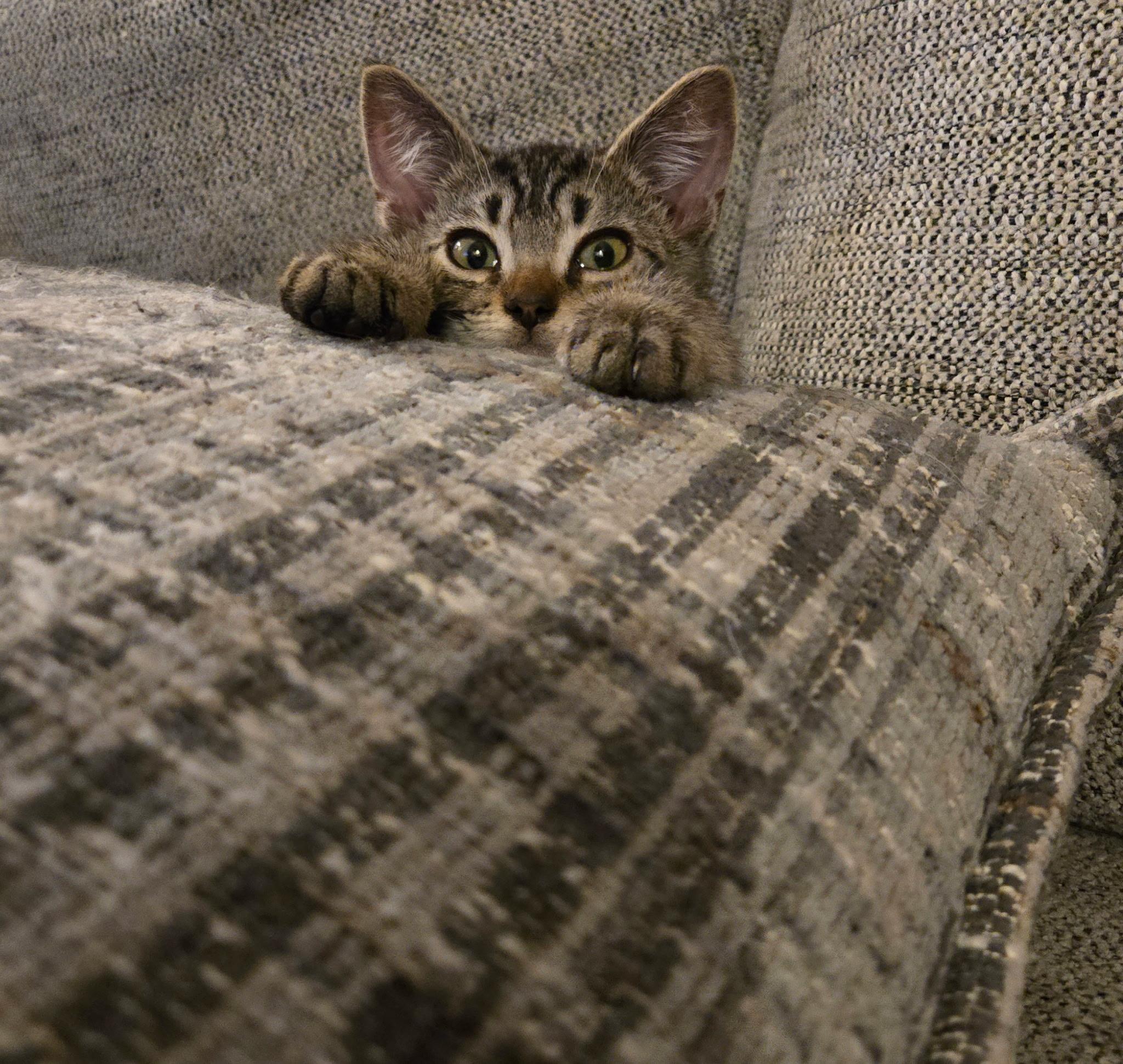 August, a ADOPTABLE Domestic Short Hair in Penryn, CA image 2/3