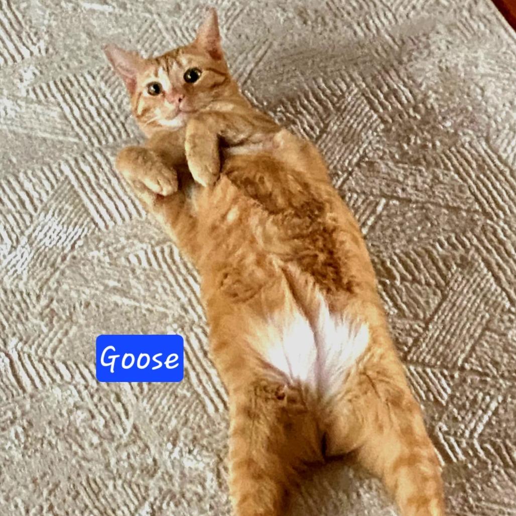 Goose, Adoptable, Adult Male Domestic Short Hair.