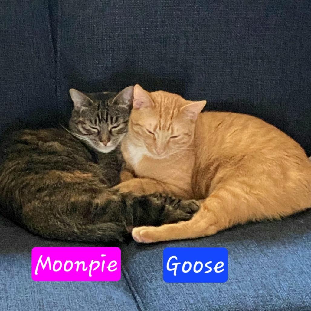 Enlarge Goose, a Adoptable Domestic Short Hair in Jessup, MD image 2/3
